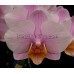 Орхидея 2 ветки (Younghome-Sakura)